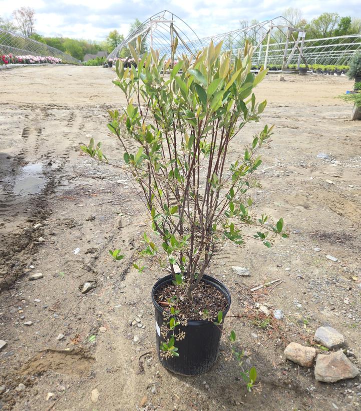 Aronia arbutifolia Brilliantissima