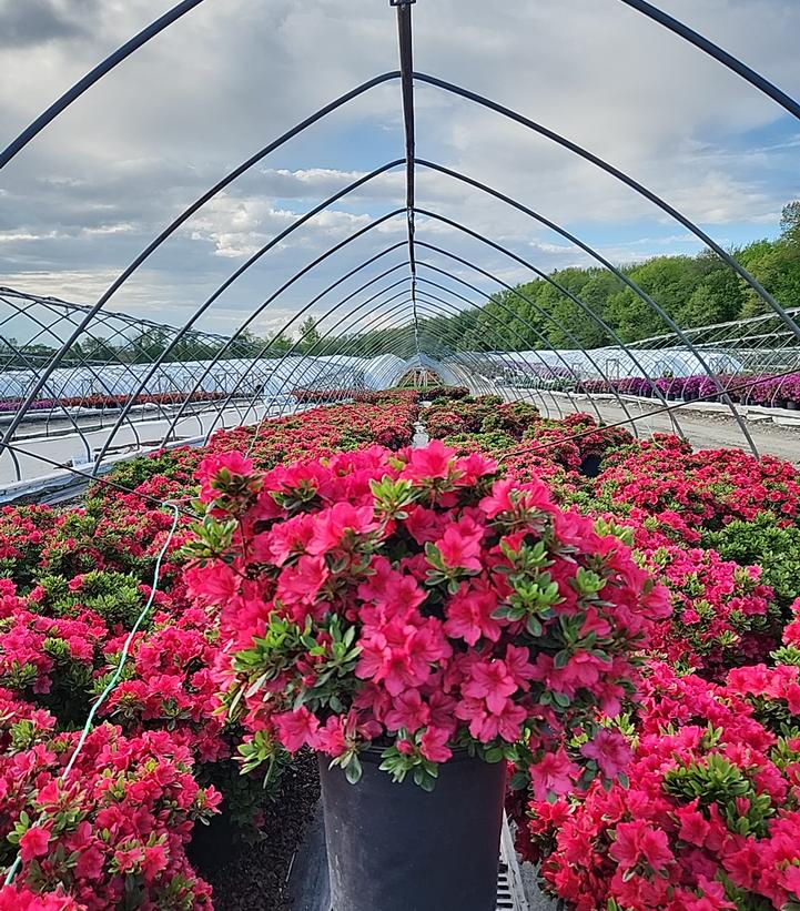 Azalea 'Bixby'