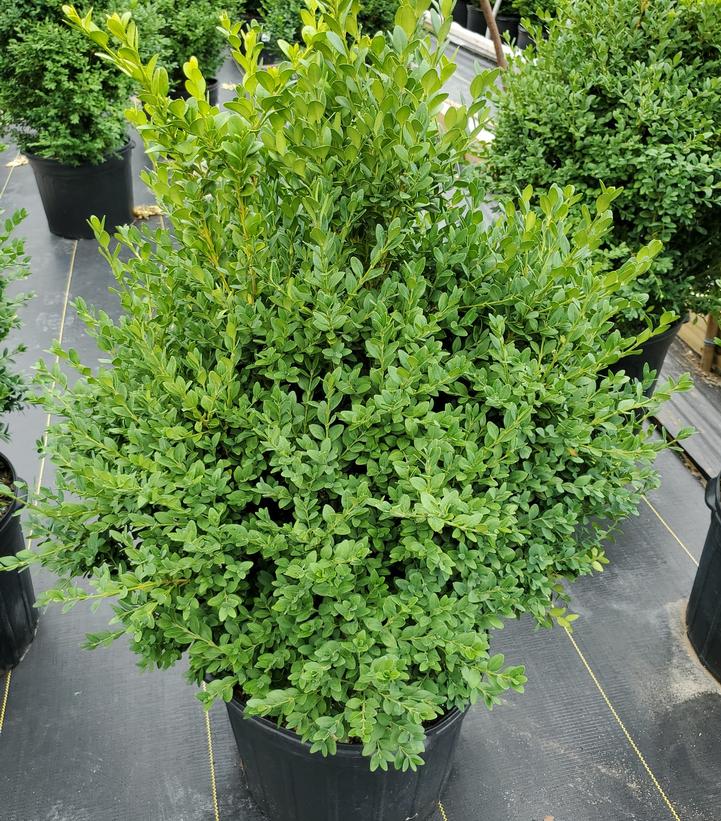Buxus sempervirens x sinica var. insularis 'Green Mountain'