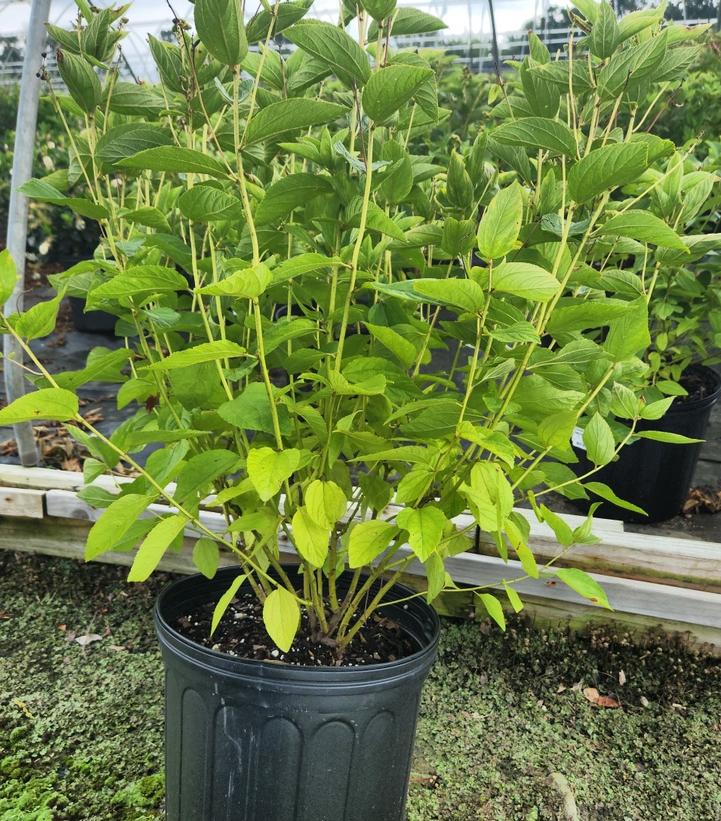 Ceanothus americanus 