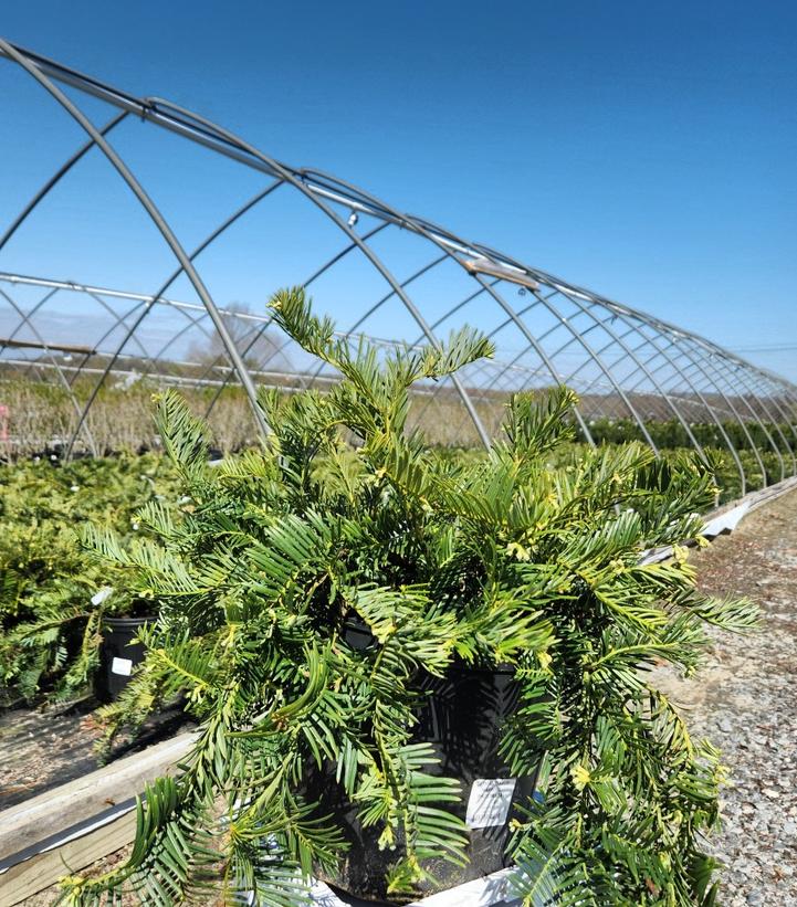 Cephalotaxus harringtonia Prostrata