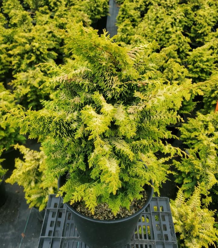 Chamaecyparis obtusa 'Fernspray Gold'