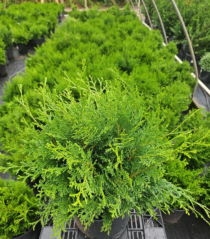 Chamaecyparis obtusa 'Templehof'