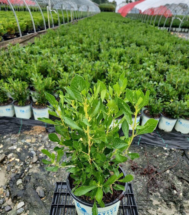 Clethra alnifolia 