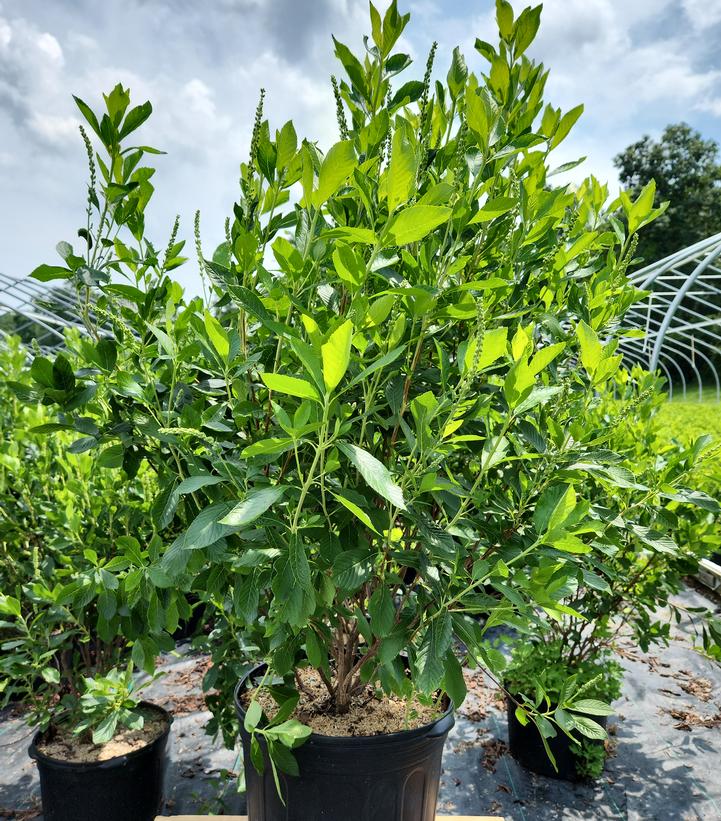 Clethra alnifolia 'Ruby Spice'