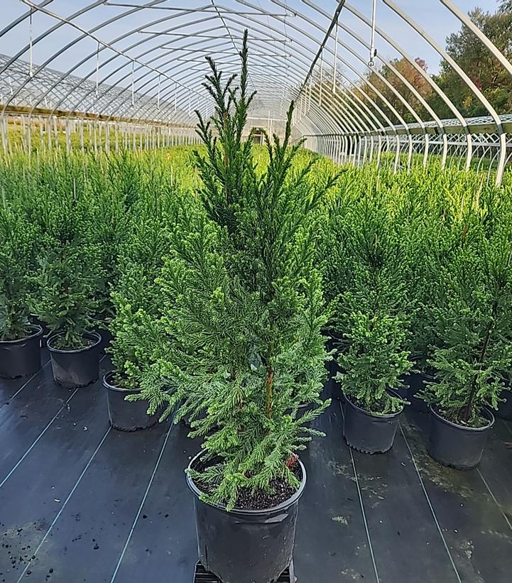 Cryptomeria japonica 'Black Dragon'