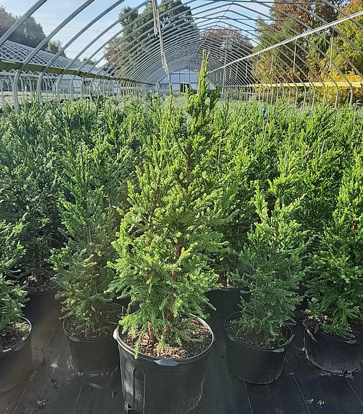 Cryptomeria japonica 'Black Dragon'