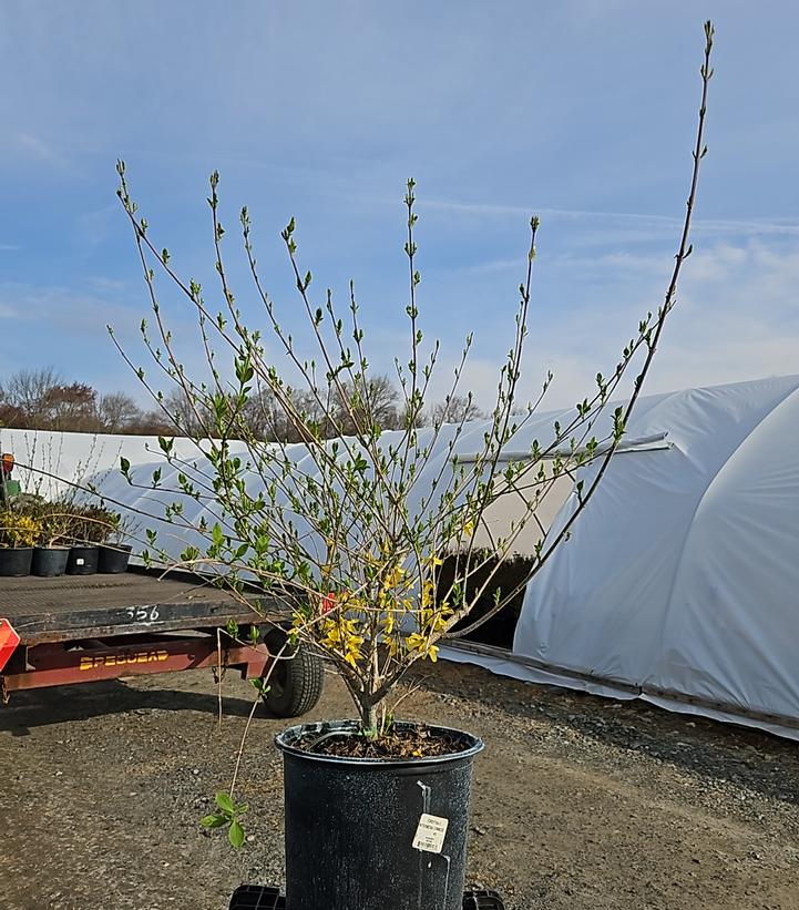 Forsythia X intermedia 'Lynwood Gold'