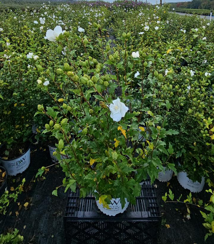 Hibiscus syriacus White Chiffon®