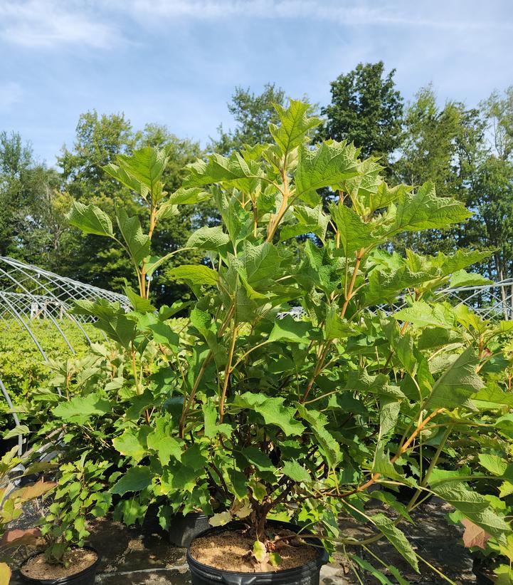 Hydrangea quercifolia Snow Queen™