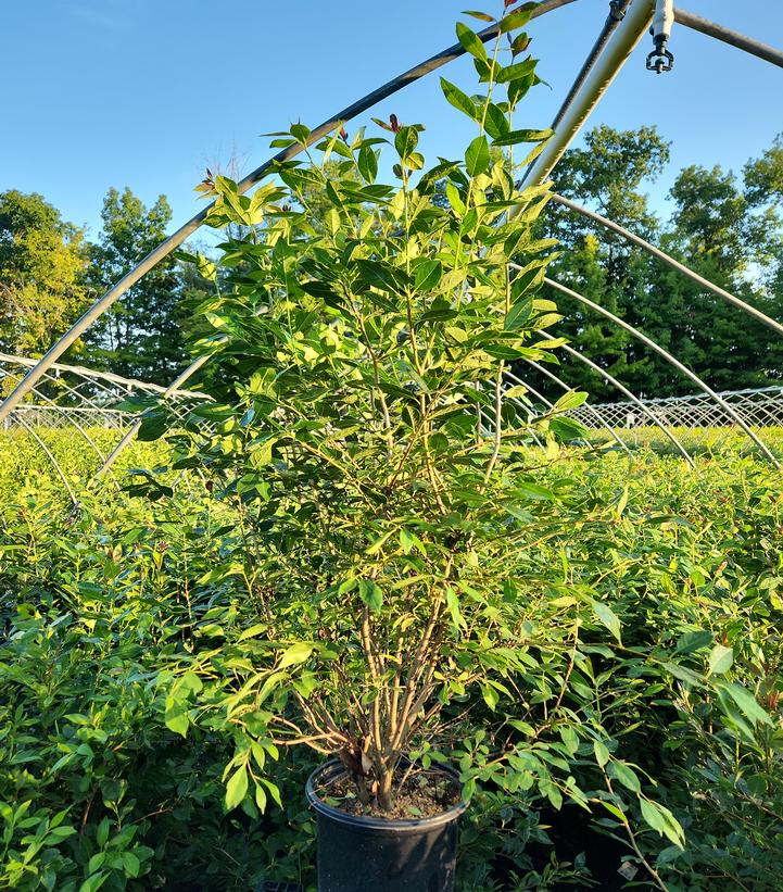 Ilex verticillata 'Jim Dandy'