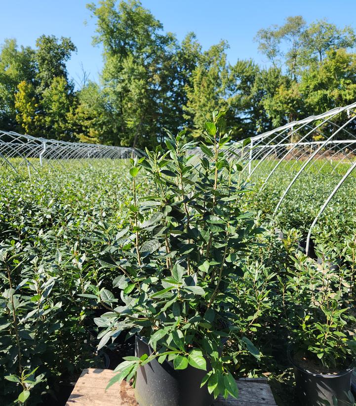 Ilex verticillata 'Jim Dandy'