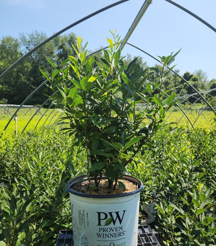 Ilex verticillata Berry Heavy® Gold