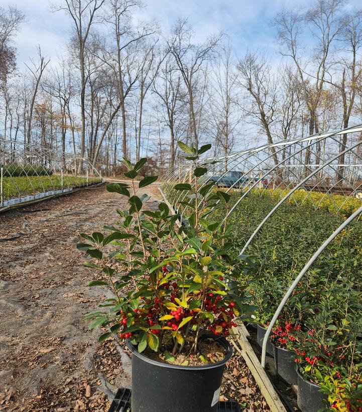 Ilex verticillata 'Red Sprite'