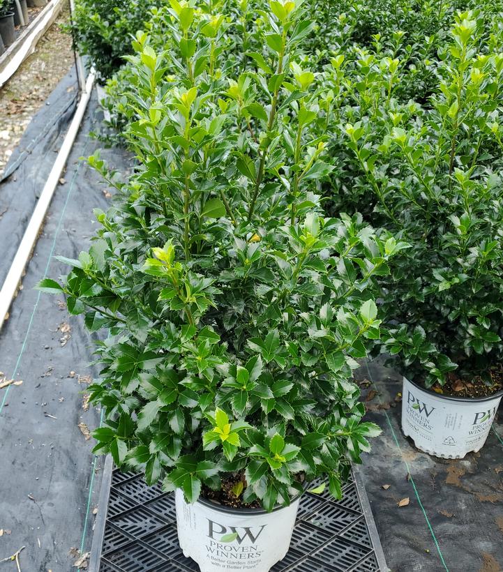 Ilex x meserveae Castle Spire®