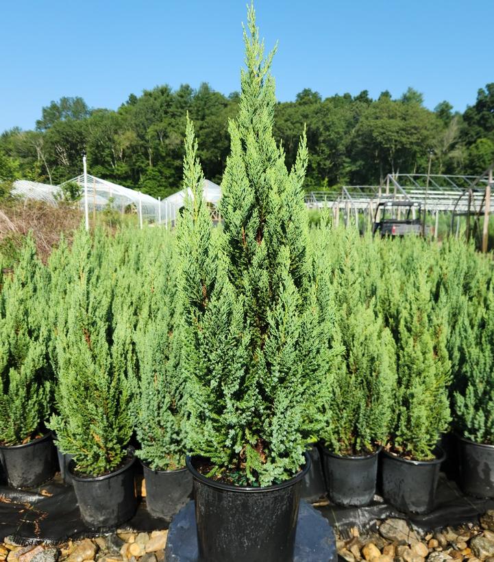 Juniperus chinensis Blue Point