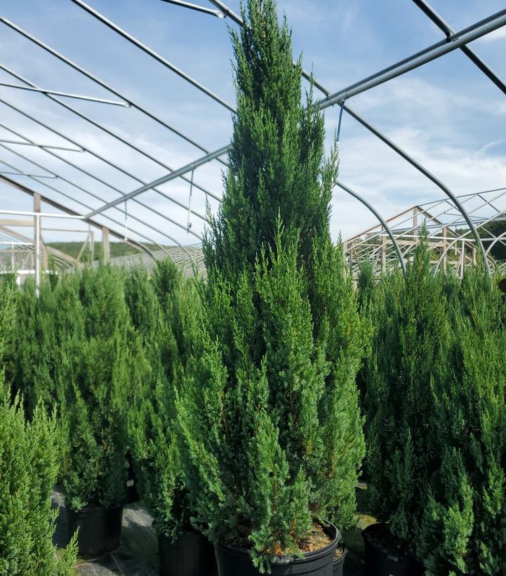 Juniperus chinensis Blue Point