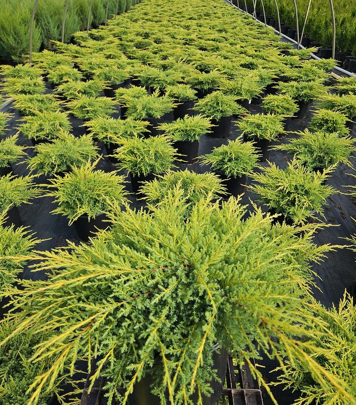 Juniperus chinensis 'Gold Star'