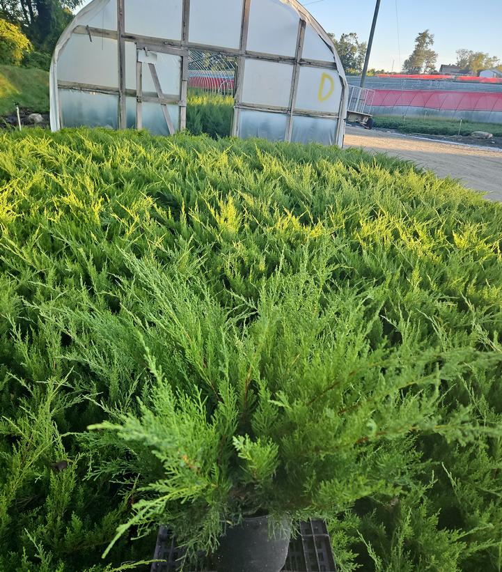 Juniperus chinensis Sea Green