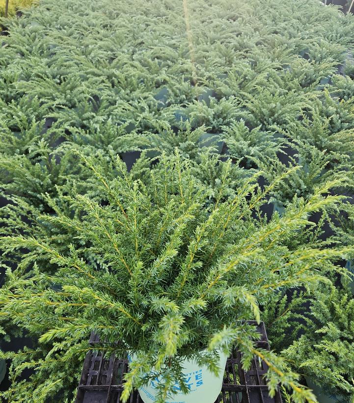 Juniperus communis var. depressa Blueberry Delight®