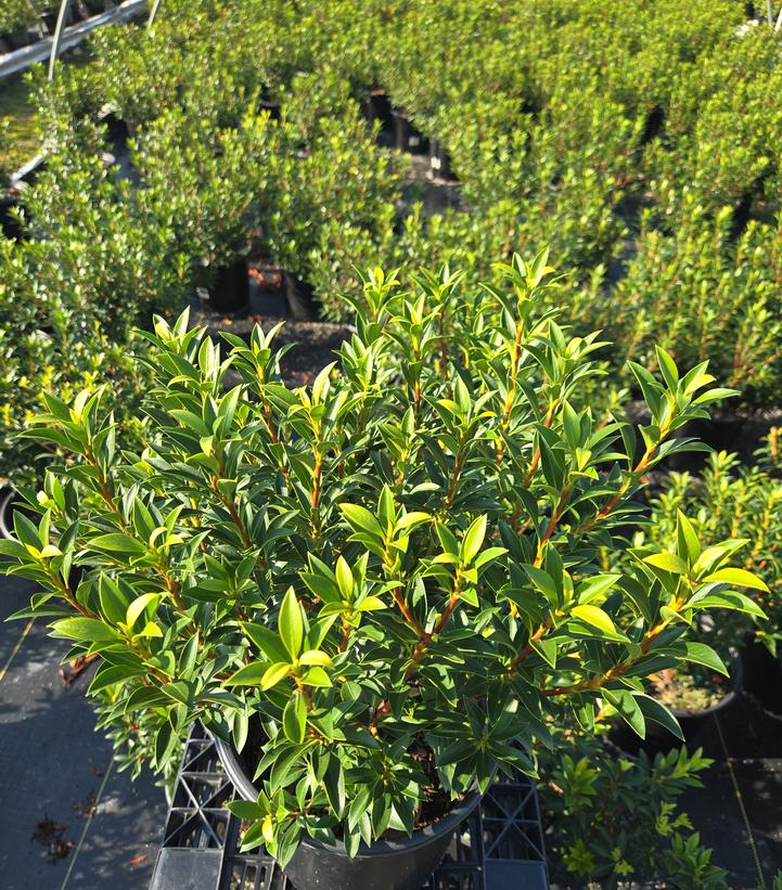 Kalmia latifolia 'Elf'