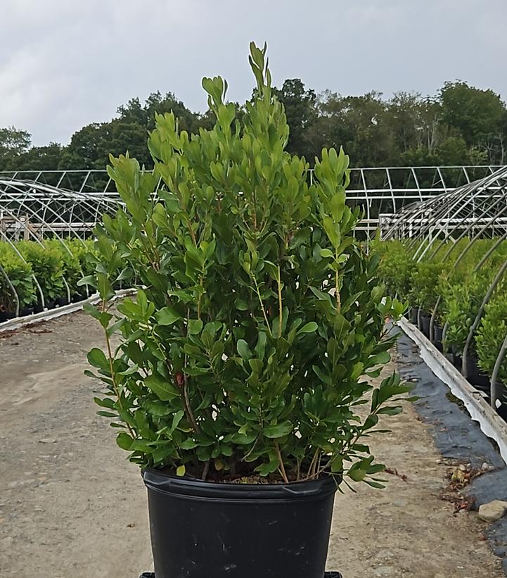 Myrica pensylvanica 