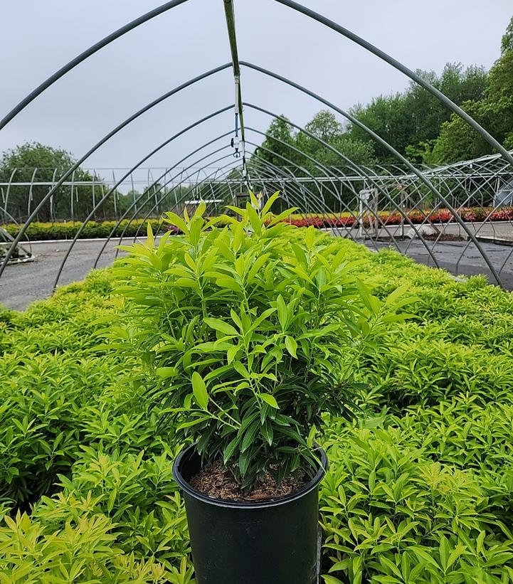 Pieris jap. Brouwers Beauty