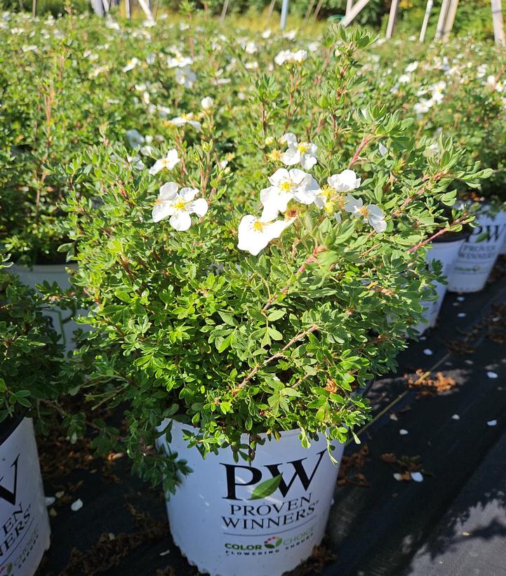 Potentilla fruticosa Happy Face® White