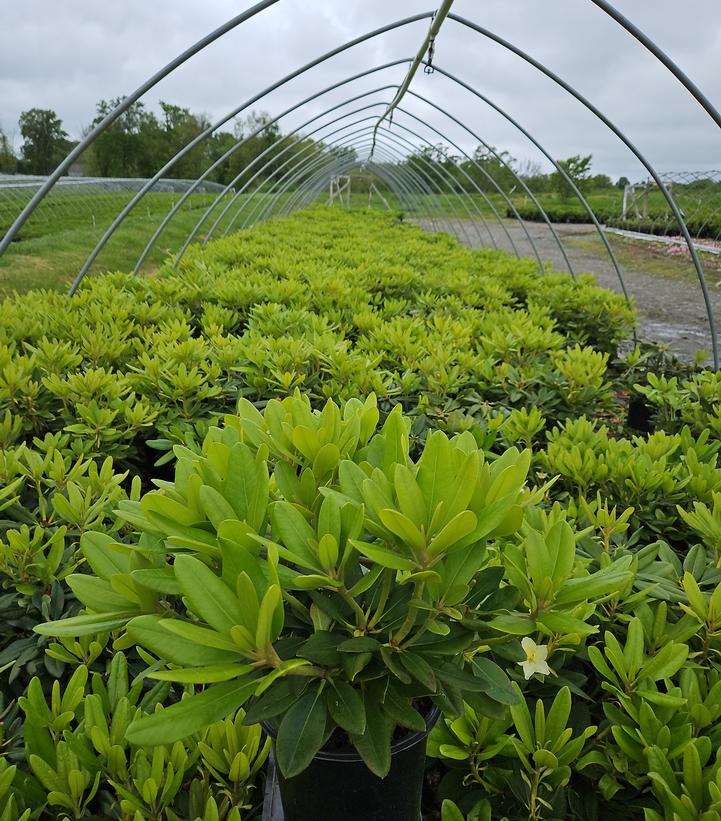 Rhododendron Capistrano