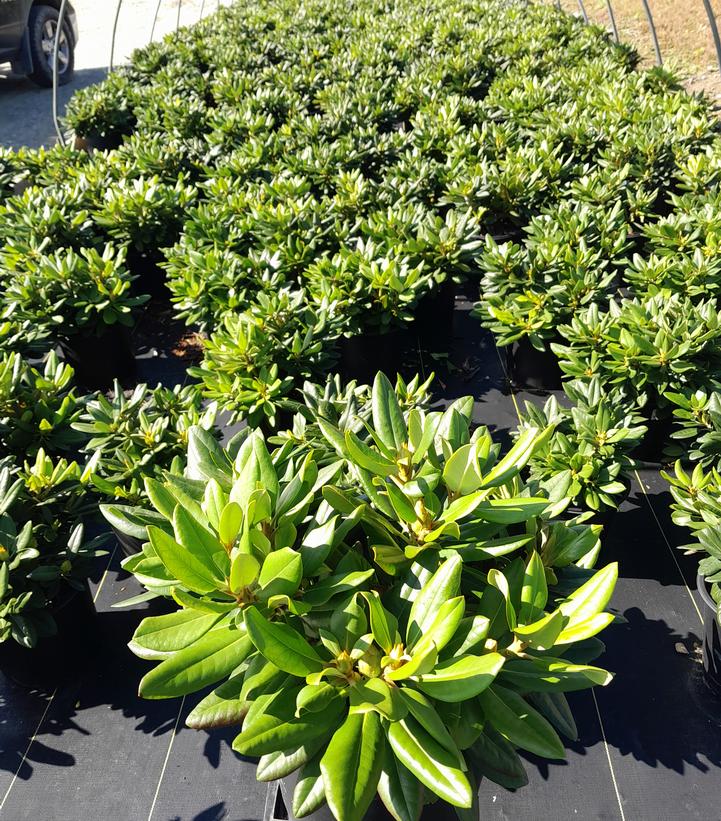 Rhododendron Capistrano