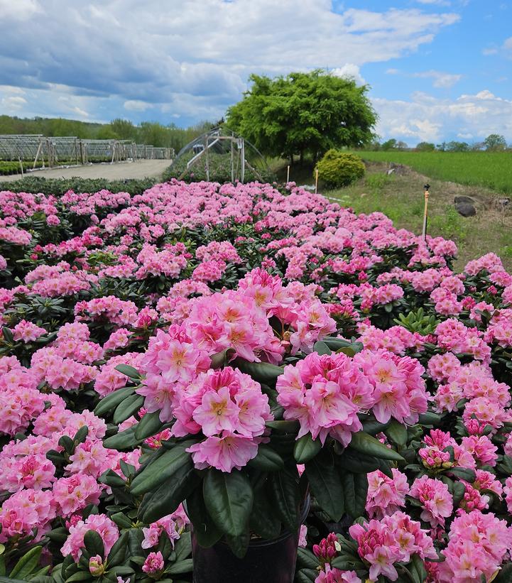 Rhododendron 'Scintillation'