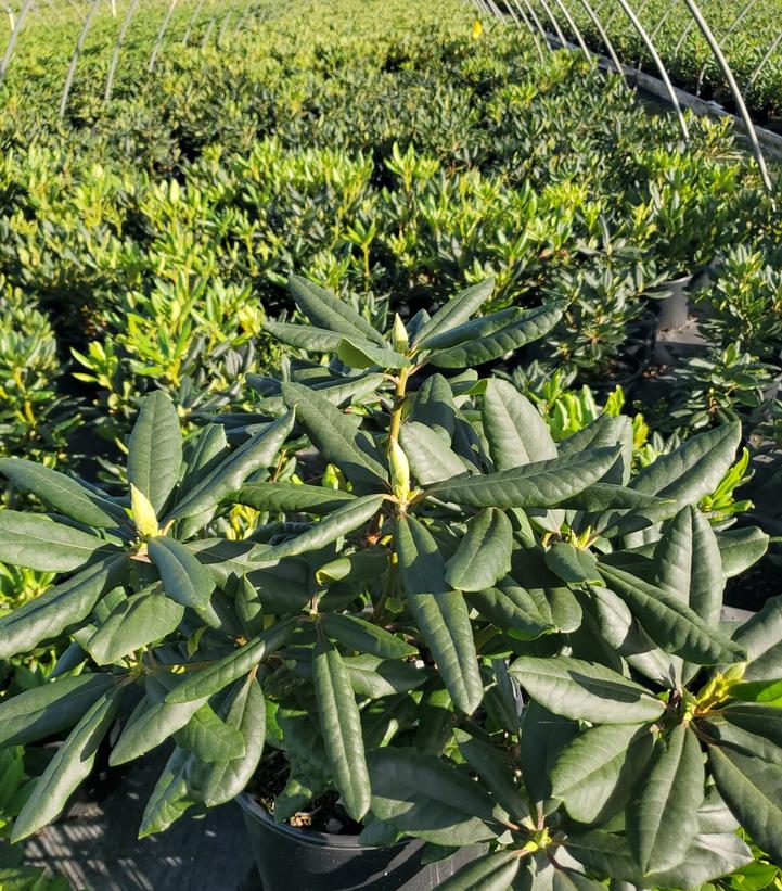 Rhododendron cat. Lee's Dark Purple