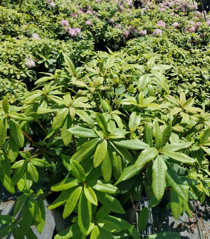 Rhododendron maximum Independence