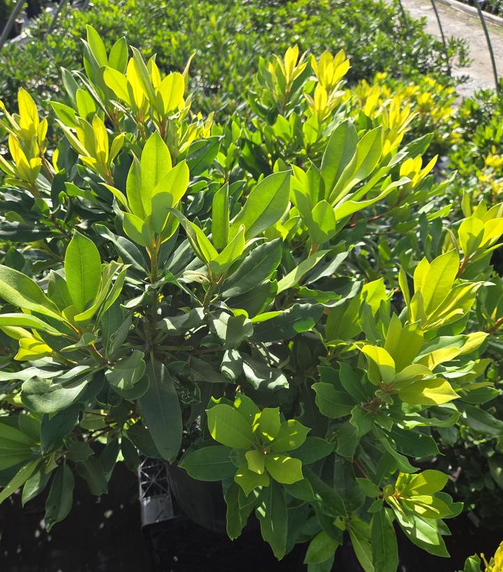 Rhododendron maximum Roseum