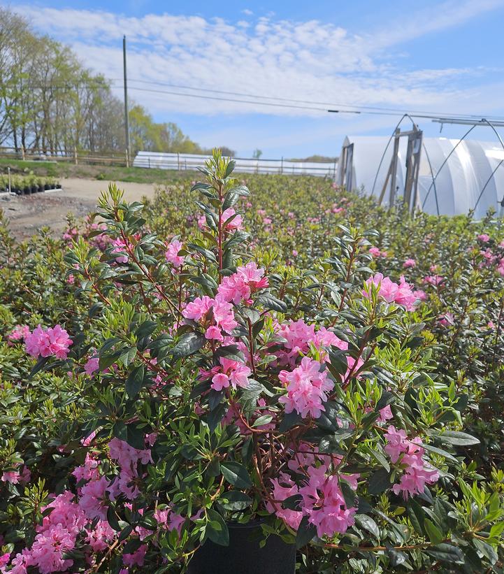 Rhododendron Aglo