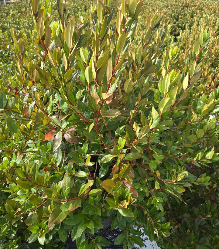 Rhododendron Aglo