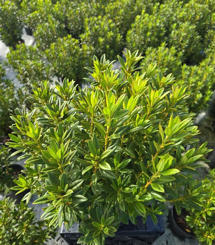 Rhododendron X Blue Baron