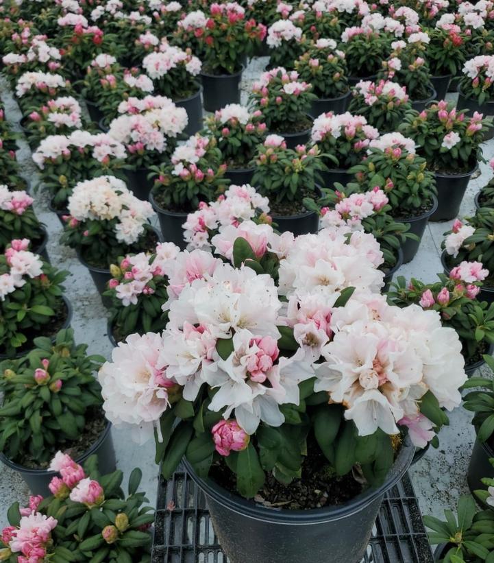 Rhododendron yak. Princess