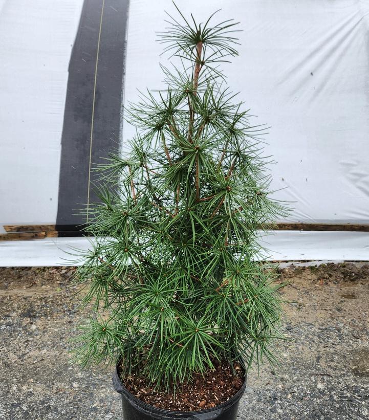 Sciadopitys verticillata 