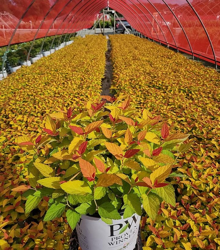 Spiraea japonica Double Play® Candy Corn®