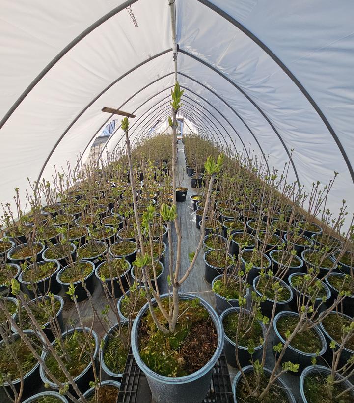 Syringa vulgaris 'Yankee Doodle'