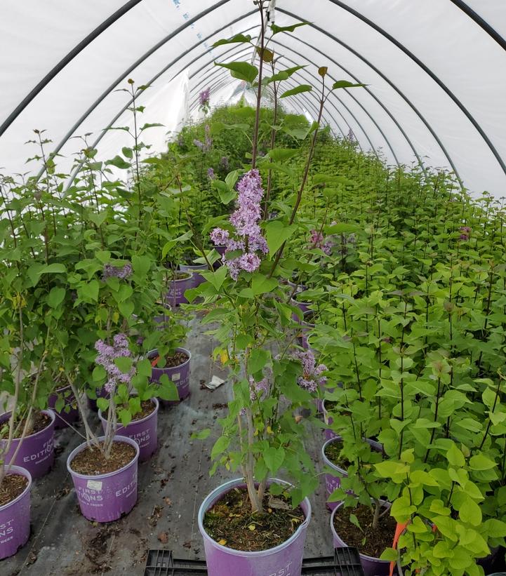 Syringa Virtual Violet®