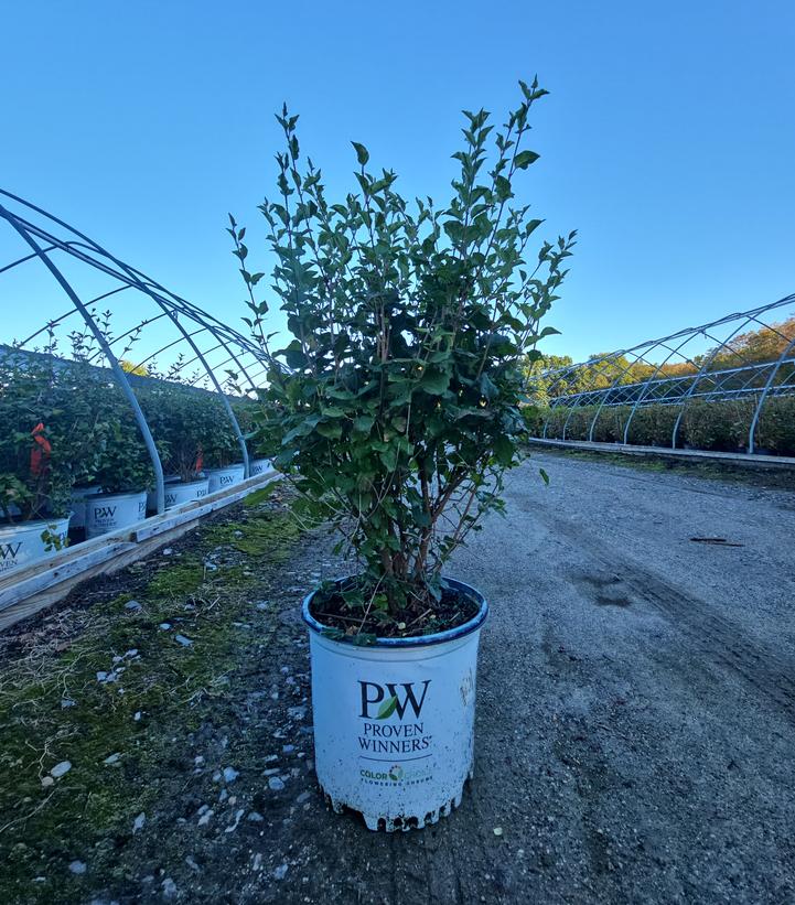 Syringa x Bloomerang® Bloomerang® Dark Purple