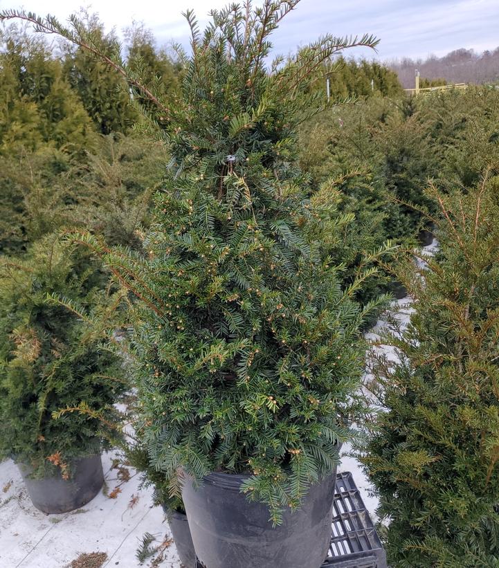 Taxus cuspidata Captain™