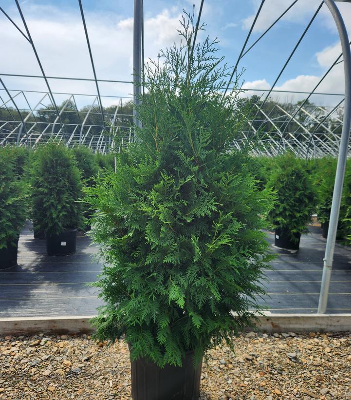 Thuja occidentalis 'Nigra'