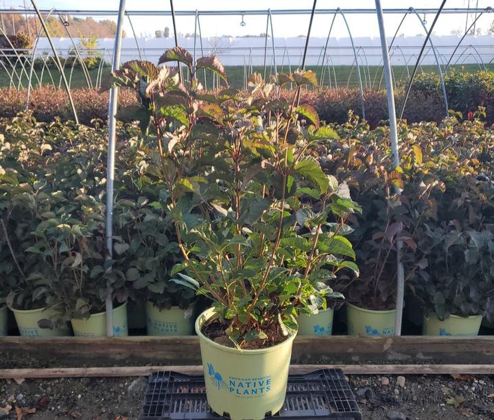 Viburnum dentatum Blue Blaze™