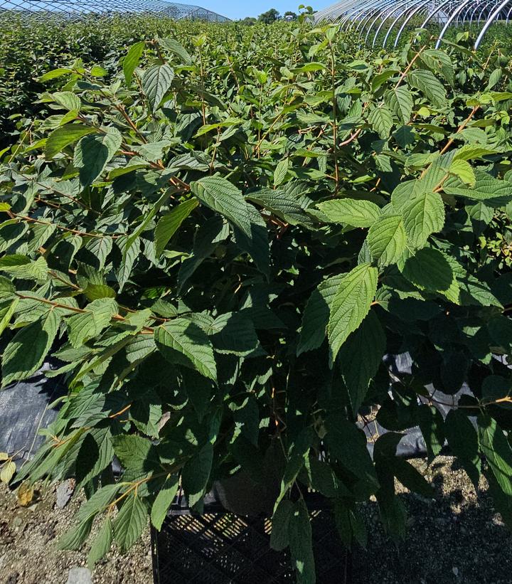 Viburnum plicatum f. tomentosum 'Shasta'