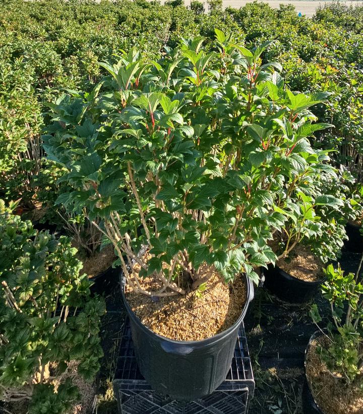 Viburnum trilobum 'Baileys Compactum'