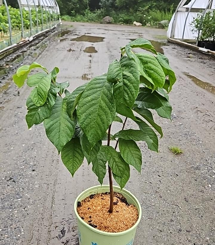 Asimina triloba 