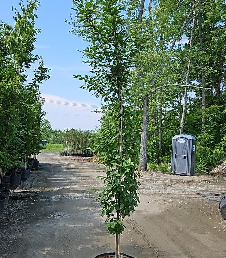 Carpinus betulus Fastigiata